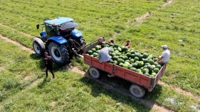 Coğrafi İşaret belgeli tescilli Adana karpuzunda hasat başladı