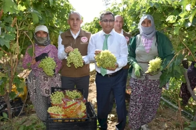 Manisa’nın çekirdeksiz Sultaniye üzümü ihracat yolcusu