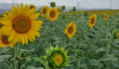 Sulama projesi ve yağışlar günebakan üreticisinin yüzünü güldürdü