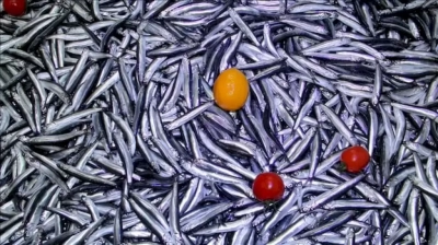 Karadeniz’de hamsi bolluğu devam ediyor