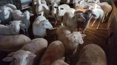 Kurbanlık hayvanların canlı kilogram fiyatları belirlendi