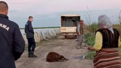 Tarsus’ta otlayan koyun sürüsü telef oldu