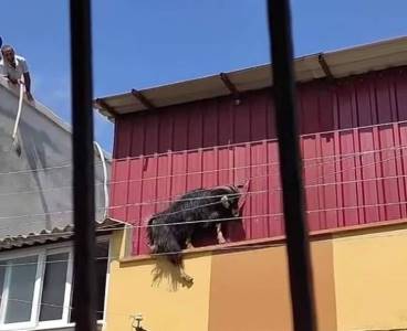 Adana'da kurbanlık keçi, çatıdan atladı