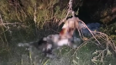 Ankara’da vahşet: 17 köpek ağaca asılmış halde bulundu