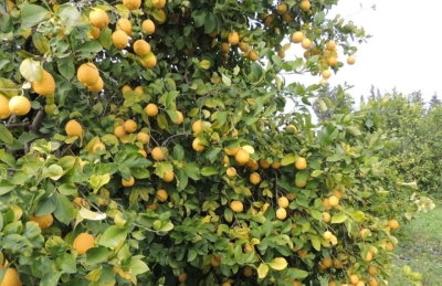 Limon üreticileri Tarım Kredi Kooperatiflerine seslendi
