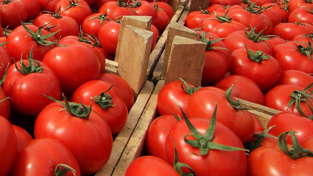 Domates-Kasasi.jpg