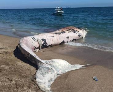 8 metrelik dev balina sahile oturdu