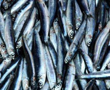 Hamsinin kilosu 8 liraya geriledi