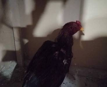 Gaziantep'te horoz dövüştüren 40 kişi, 60 bin lira ceza ödedi