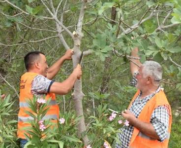Karaisalı Belediyesi Yabani Ağaçları Aşılıyor