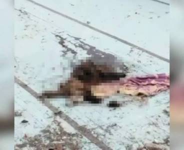 Çukurova'da bir köpek bıçaklanarak öldürüldü