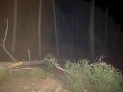 Kozan'da kestiği ağaç üzerine düşen şahıs öldü