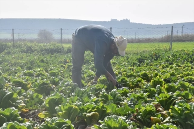Hatay’da ürünler tarlada kaldı! Adana ve Antep’ten yardım bekliyoruz