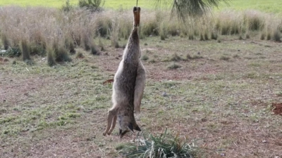 Sarıçam’da tilkiyi vurup ibret olsun diye ağaca astılar