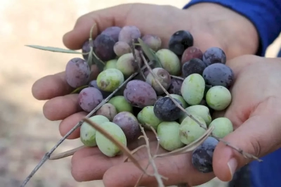Meteoroloji uyarı verdi, Kozan’daki çiftçiler zeytin hasatına başladı