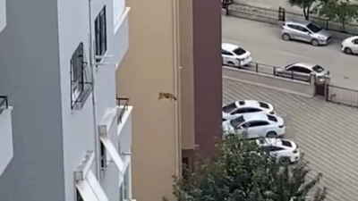 Depremde mahsur kalan kedi 14. kattan atladı