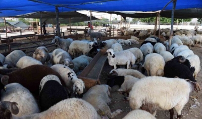 Seyhan Belediyesi’nden ücretsiz kurbanlık kesim hizmeti