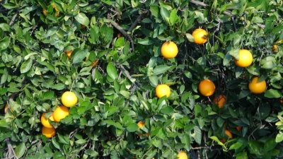 Portakal bahçede 3 TL, markette 45 TL