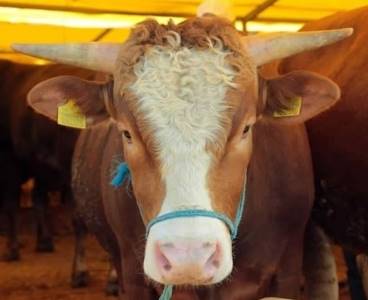 Kozan Belediyesi'nin belirlediği kurbanlık satış fiyatları