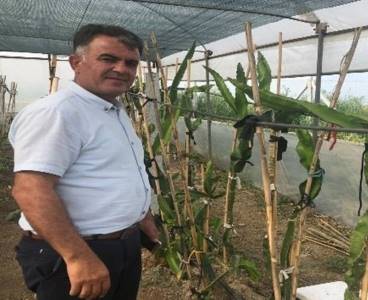 2 binden fazla Pitaya meyvesi Kozan'da ekildi